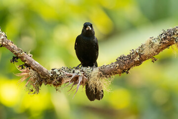 blackbird on a branch