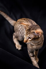 Portrait of oriental breed cat in black background