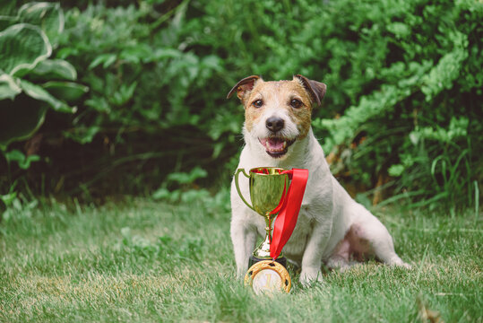 Champion dog with first place golden medal and cup sitting on grass