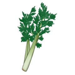 Green Celery Hand Drawn Illustration