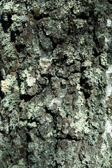 Ecorce d'arbre parsemée de lichen. Cortex végétal ou tronc d'arbre vieilli.