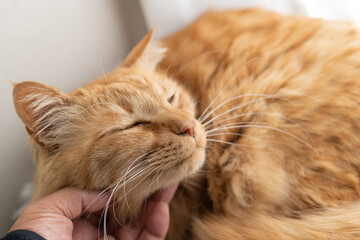 猫を撫でる　茶トラ猫