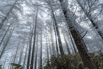 Fototapeta na wymiar カラマツの樹氷と差し込む太陽光