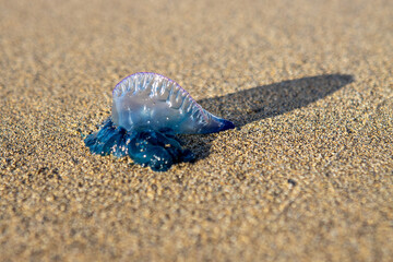 Beautiful type of jelly fish