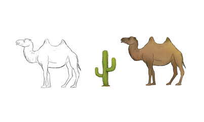 realistic , simple Camel line and colored  illustration