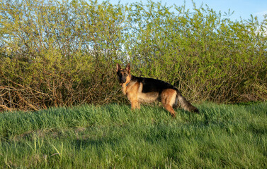 The shepherd dog stands in the setting sun, against the background of young leaves and green grass.