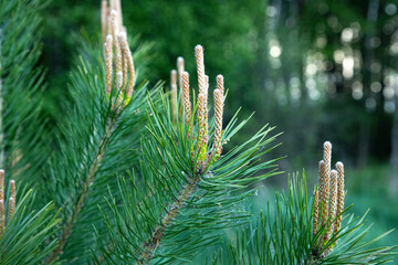 Pine close-up, harrowing with a grain plan, small cones, greenery.