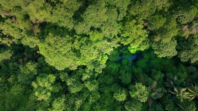 Jungle Breathes With Dioxygen (O2) Appearing Over The Trees In The Forest. - aerial graphics