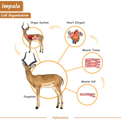 Cell organization in an impala