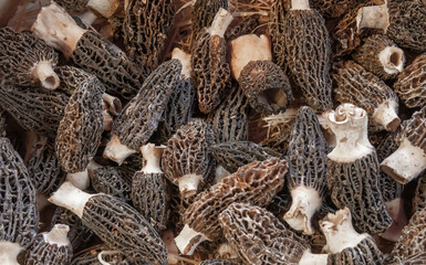 Lots of black morels