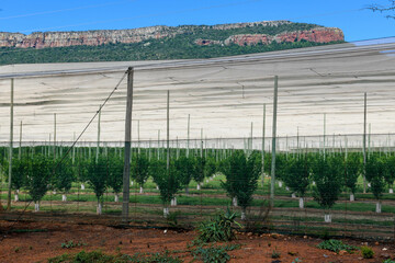 Fototapeta na wymiar Agricultural field on the state of Mpumalanga in South Africa