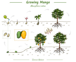 Mango plant growth stages infographic elements