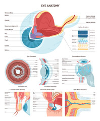 Human eye medical infographic set. Human vision organ cross section