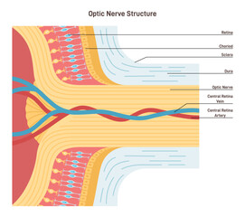 Optic nerve structure. Bundle of nerve fibers that transmit visual information