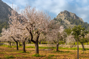 Blossoming almond trees in Serra de Tramuntana mountain region in Majorca, Mallorca, Balearic Islands, Spain, Europe