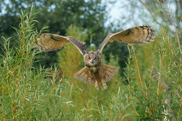 A portrait of an adult Eurasian Eagle Owl flying through treetops
