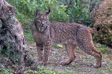 Beautiful photo of an Iberian lynx on the grass looking forward in a forest of the Sierra Morena, in Jaen, Spain, Europe