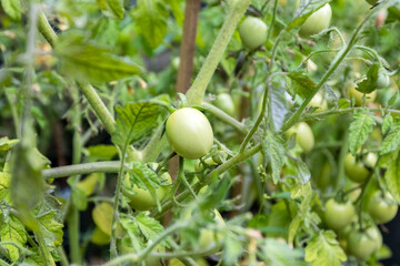  Small tomatoes on a bush - 575892557