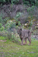Beautiful vertical photo of an Iberian lynx on the grass looking sideways in a forest of the Sierra Morena, in Jaen, Spain, Europe