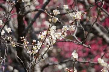 青空に映える谷保天満宮梅林の紅梅白梅（東京都国立市）