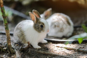 Closeup Rabbit in the garden on natural background. Animal mammals concept.