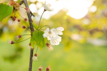 Branch of a blossoming tree in a spring garden with sunlights