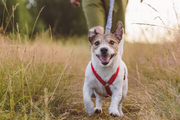 Dog on leash hiking outdoor. Cheerful happy dog running by footpath through field - obrazy, fototapety, plakaty