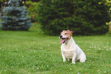 Happy pleased dog with closed eyes sitting on grass in park after active play