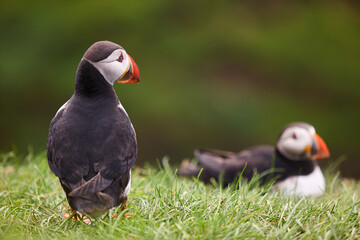 Puffin on Mykines cliffs with green background. Faroe birdlife