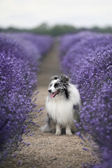 dog and lavender