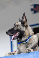 Portrait of Shepherd dog. Closeup. Dog guarding on the porch.