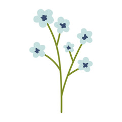 Vector illustration of plant with little flowers in flat design. Light blue chamomile, forget-me-not or other flowers. Blossom flowers in blue color. Spring botanical illustration.