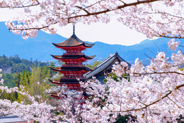 宮島春爛漫、桜と五重の塔と千畳閣　クローズアップ