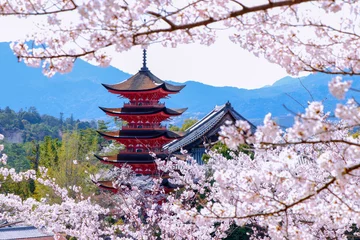 Foto auf Glas 宮島春爛漫、桜と五重の塔と千畳閣　クローズアップ © のら