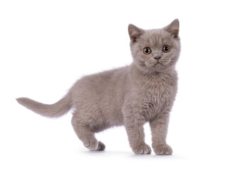 Cute lilac British Shorthair cat kitten, standing side ways. Looking towards camera. isolated on a white background.