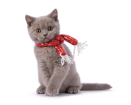 Cute lilac British Shorthair cat kitten, sitting up wearing red knittes scarf. Looking straight to camera. Isolated on a white background.