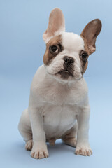 Fototapeta premium Studio shot of an adorable French bulldog sitting on blue background. French Bulldog puppy 3 months old. Beautiful french bulldog dog