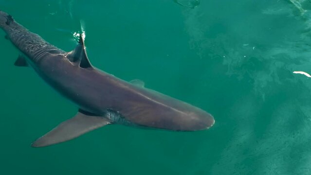 Close-up view of bronze whaler shark cruising just under ocean surface