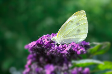 Close up of a female Small Cabbage White butterfly sucking on the purple flowers of a heliotrope plant, dark green background, copy space, copyspace