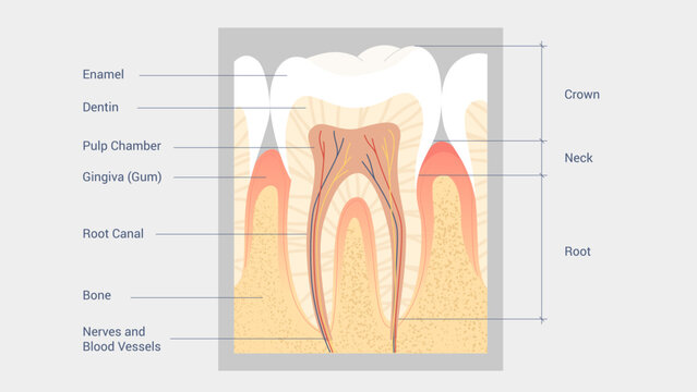 Tooth Anatomy Diagram