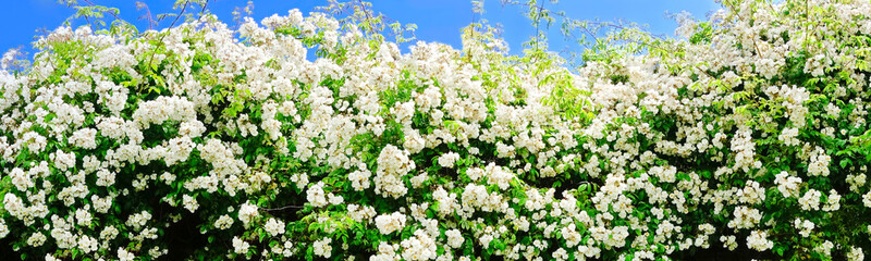 Rambler roses with lots of white flowers shot against blue sky on a sunny summer day, panorama format decorative border template.