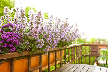  Dwarf catnip or catmint plants with pink and purple flowers growing in a window box or container on a balcony railing in summer.