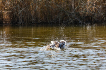 With lots of water splashing and head over heels, a mallard duck grooms itself in a pond in Germany