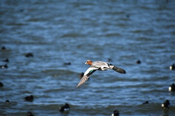 琵琶湖畔の鴨の群れ