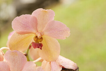 Naklejka premium Orange and pink vanda orchid flower in botanical garden, selective focus, copy space, malaysia