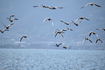 琵琶湖畔の鴨の群れ