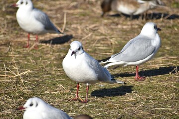琵琶湖畔のユリカモメ
