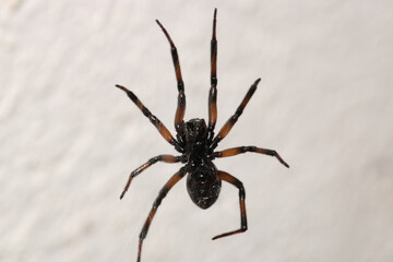 natural parasteatoda tepidariorum spider macro