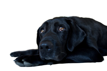 Black labrador dog that is overwhelmed by the heat. This dog is lying down and full of nostalgia and tireness in a kitchen. Concept of nostalgia and wave to the soul. the dog looks sadly upwards.