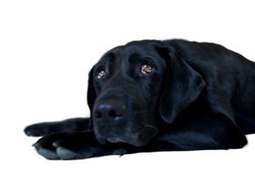 Black labrador dog that is overwhelmed by the heat. This dog is lying down and full of nostalgia and tireness in a kitchen. Concept of nostalgia and wave to the soul. the dog looks sadly upwards.